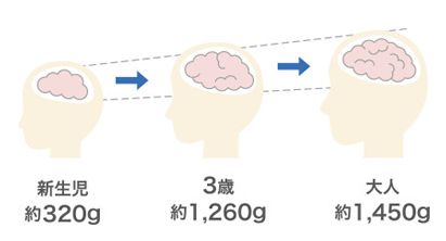 脳の発達状況